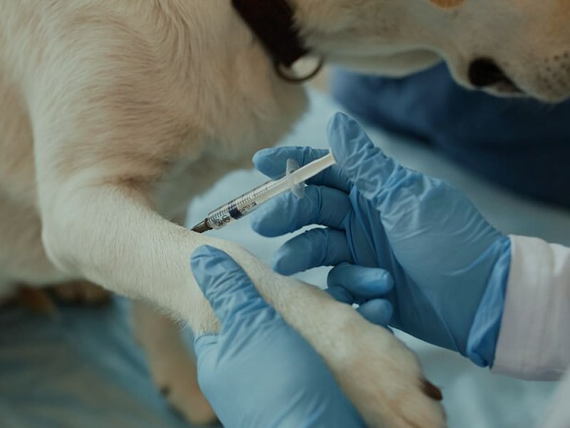 AIM Vaccine ги објавува најновите претклинички податоци за mRNA вакцината против беснило во „npj vaccines“: Потребни се само две дози за да се обезбеди 100% безбедна и ефикасна имунолошка заштита